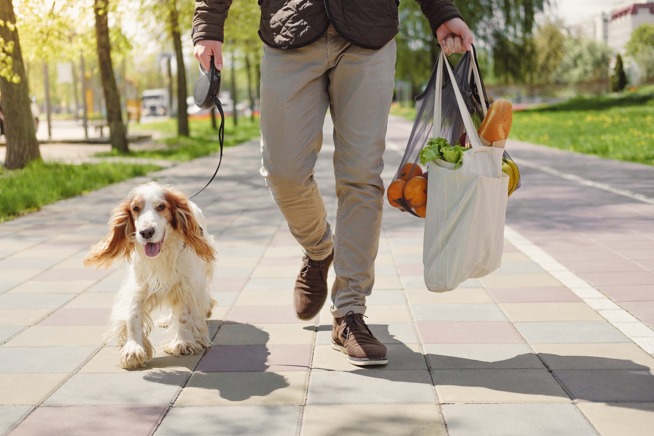 A person walks a dog on a sunny sidewalk, holding a bag of groceries in one hand and a leash in the other.
