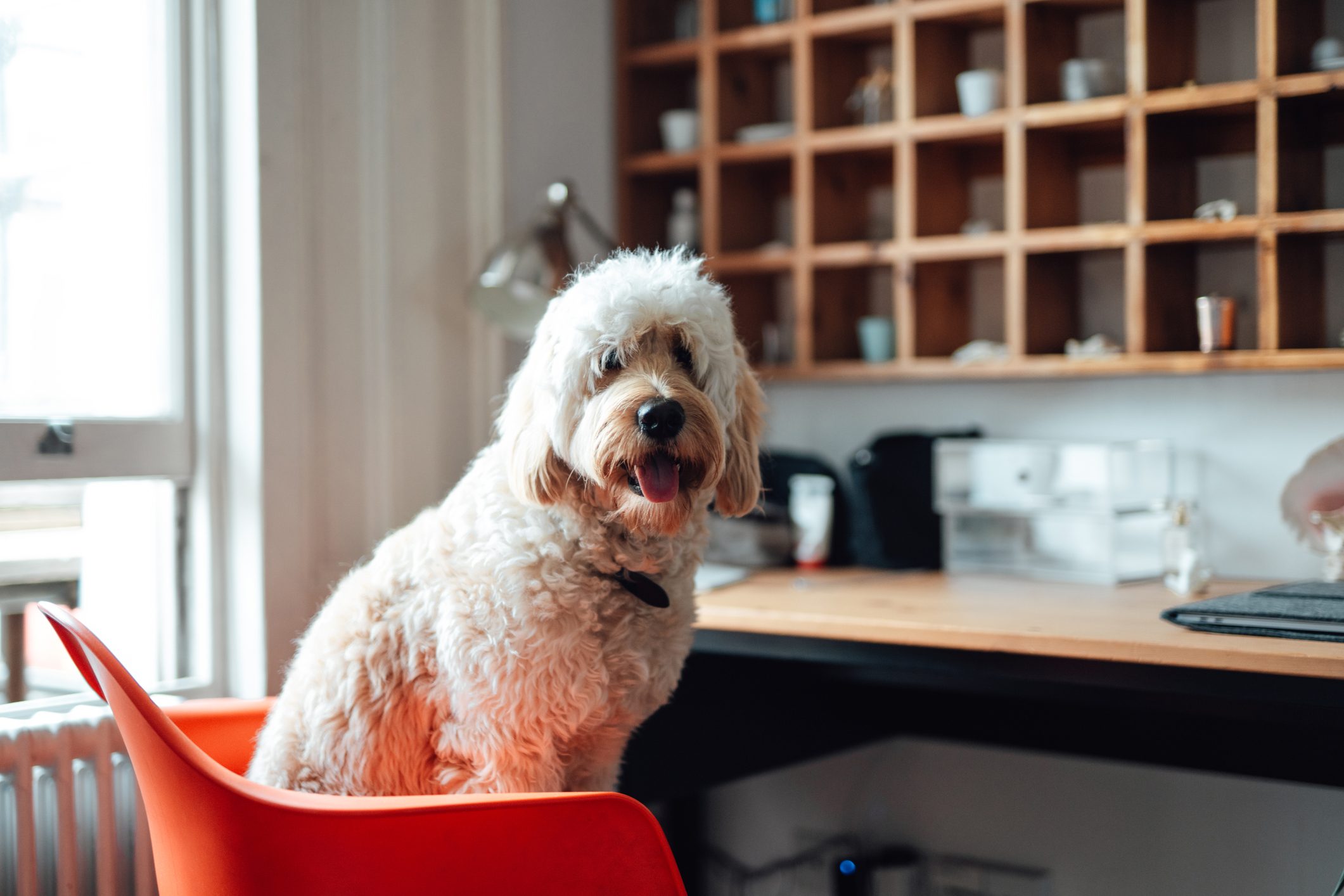 A dog sits on an orange chair, panting, in a bright room with a wooden shelf, desk, and various items scattered around.