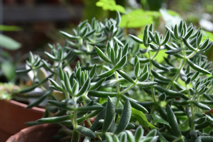 Crassula mesembryanthemoides - succulent