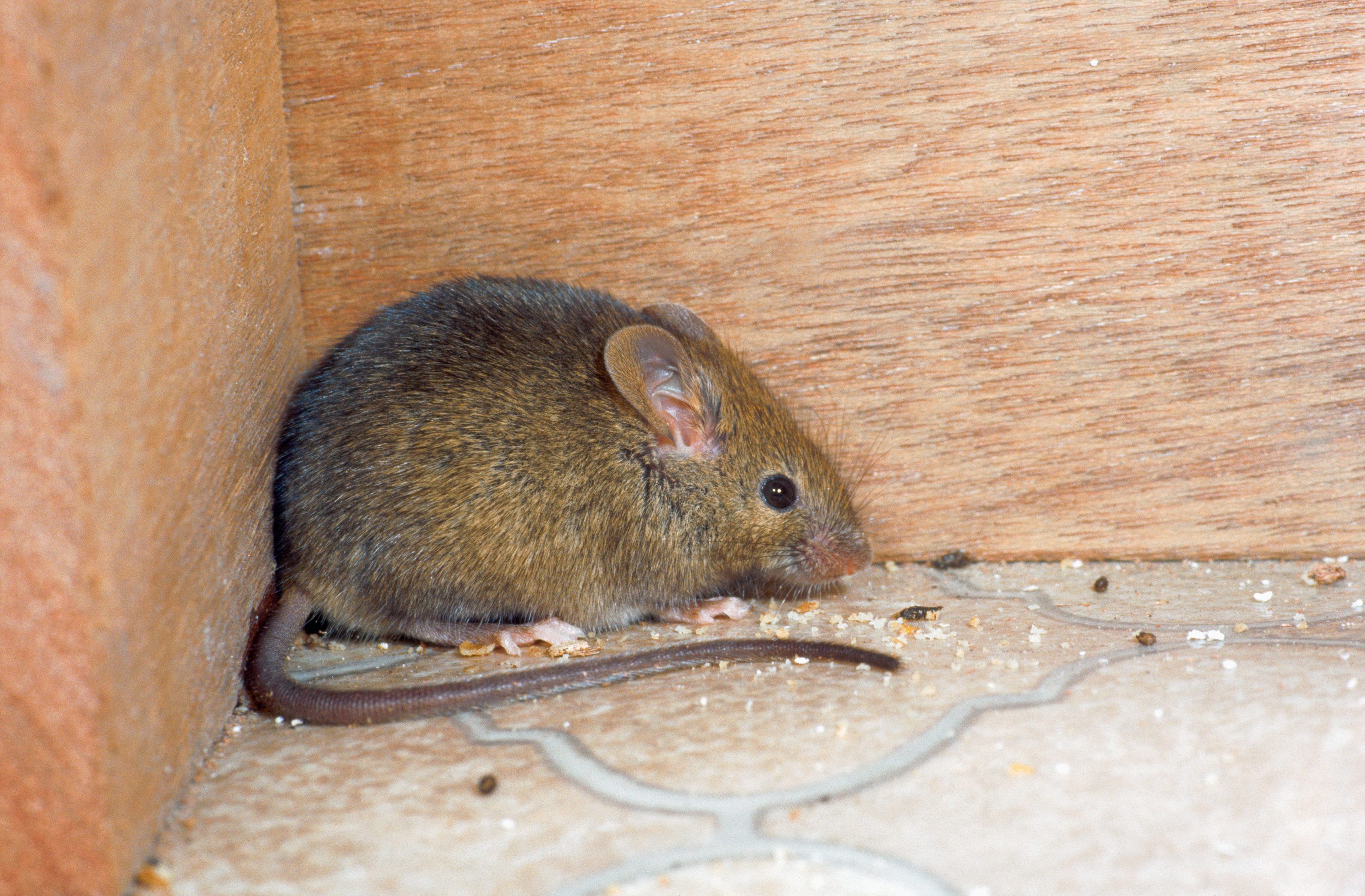 A small mouse sits quietly in a corner, surrounded by crumbs on a patterned floor, against a wooden wall.
