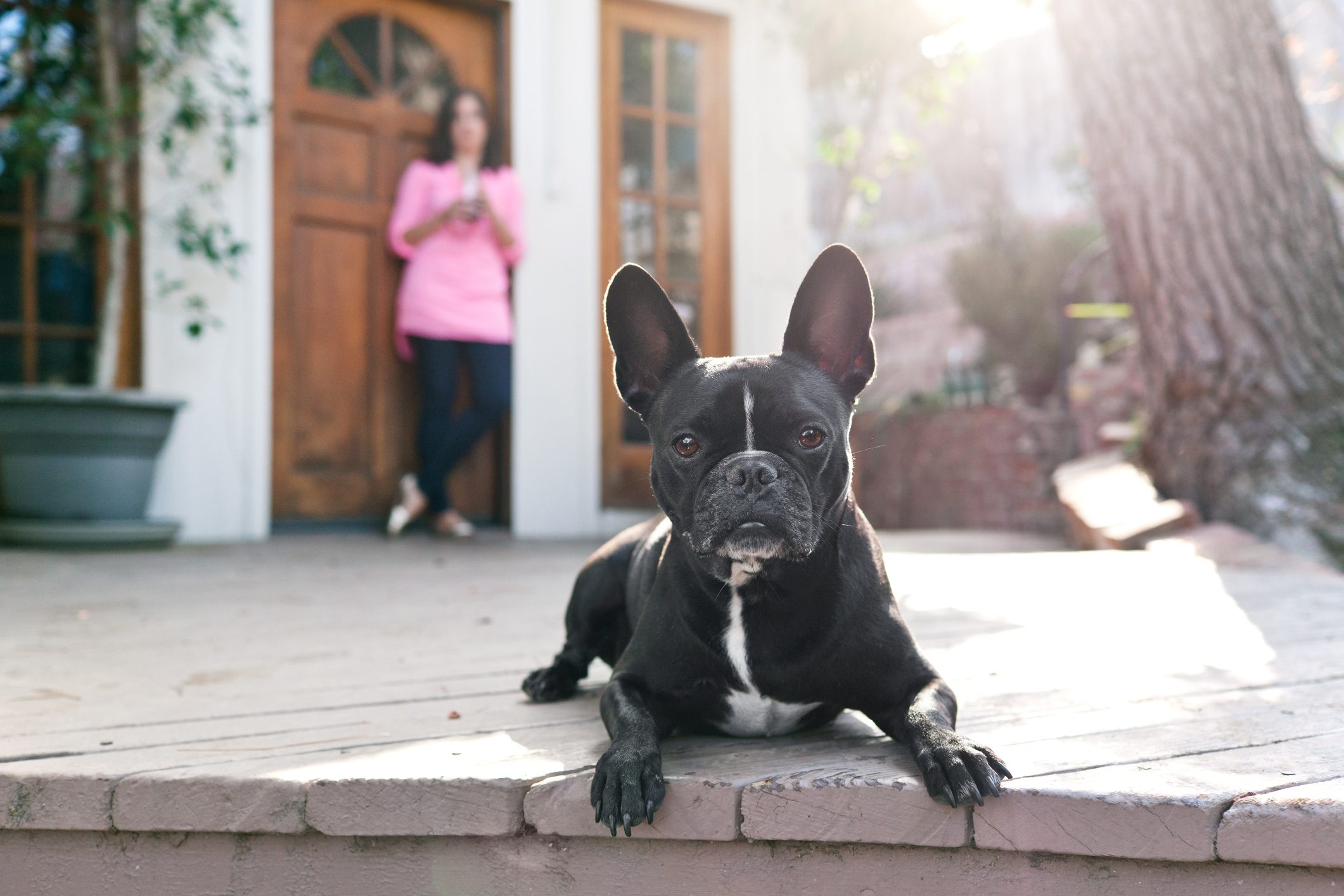 A black dog lies on a wooden porch, gazing forward, while a person in pink stands nearby, illuminated by soft sunlight.