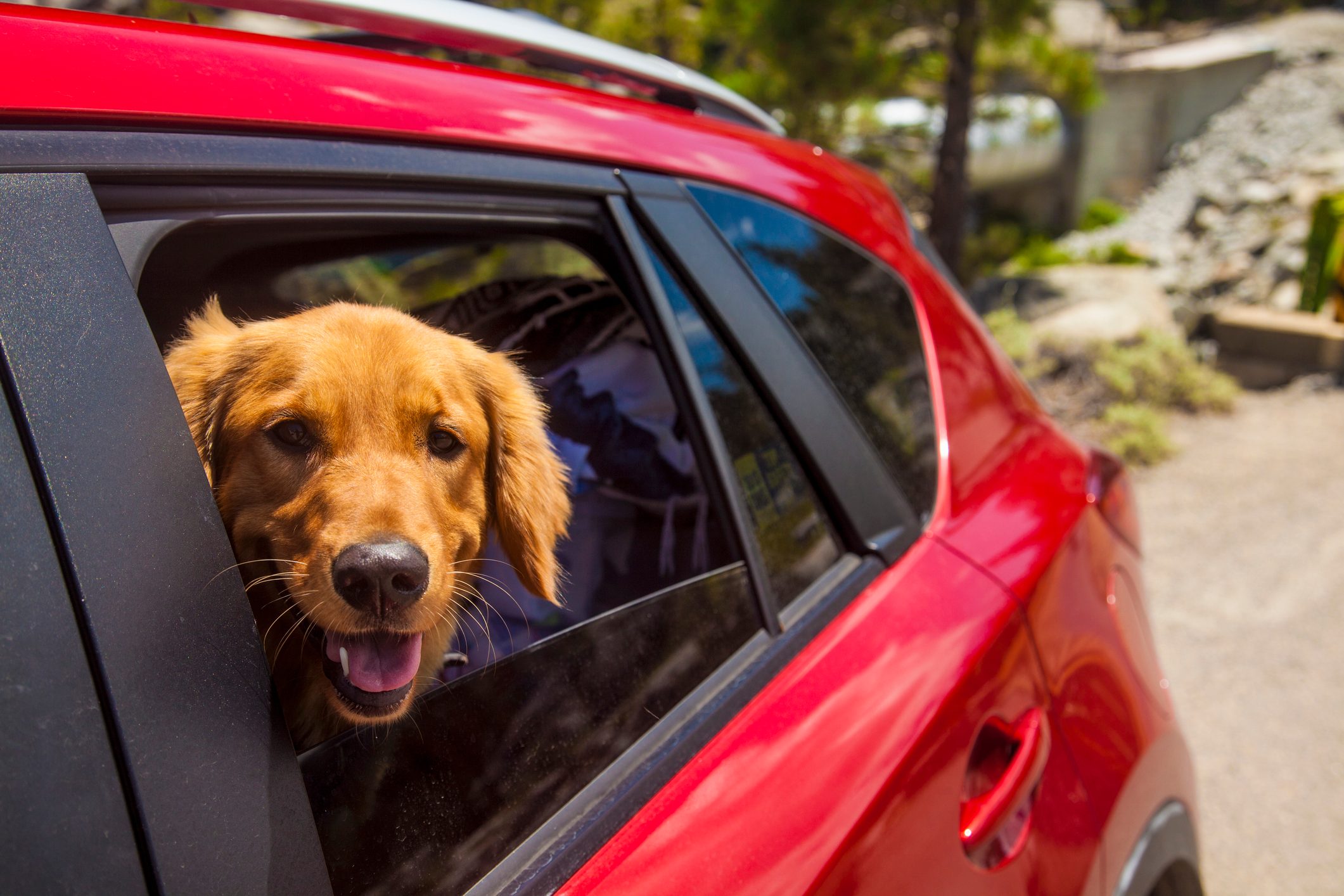 A golden retriever pokes its head out of a car window, smiling in bright sunlight, surrounded by trees and a rocky path.