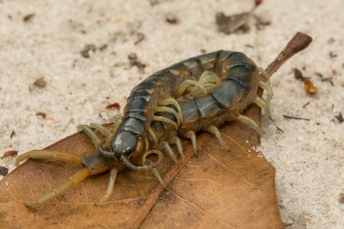 Eastern Bark Centipede
