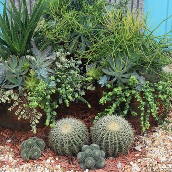 Succulent plants and cacti thrive in a garden bed, surrounded by decorative gravel, with a vibrant blue wall in the background.