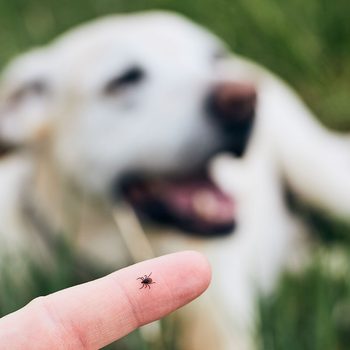 A small black tick is perched on a finger while a white, unaware dog lies in the grassy background, with its mouth open as if barking.