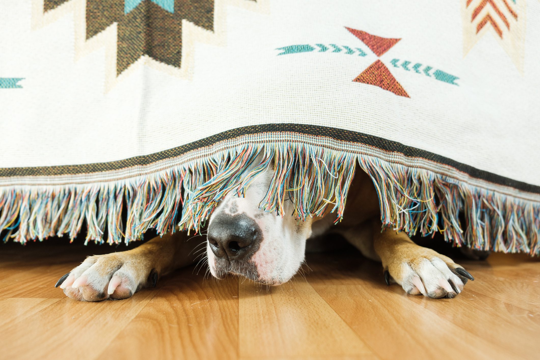 Why Are Dogs Scared of Fireworks?