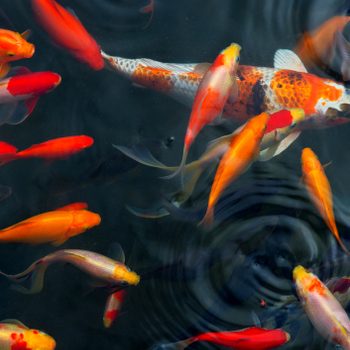 Colorful koi and goldfish swim gracefully in dark water, creating ripples as they move through their aquatic environment.