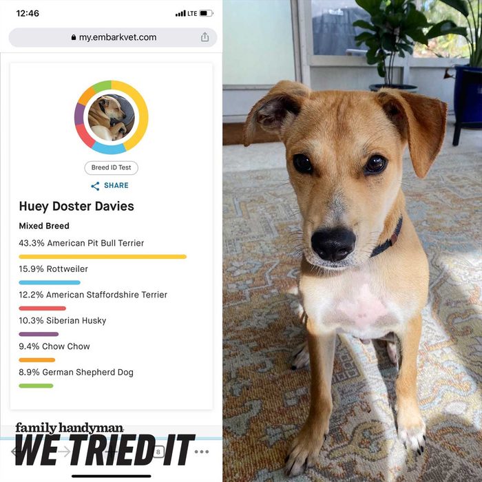 A mixed-breed dog sits attentively on a patterned rug, with text displaying its breed results and the name 