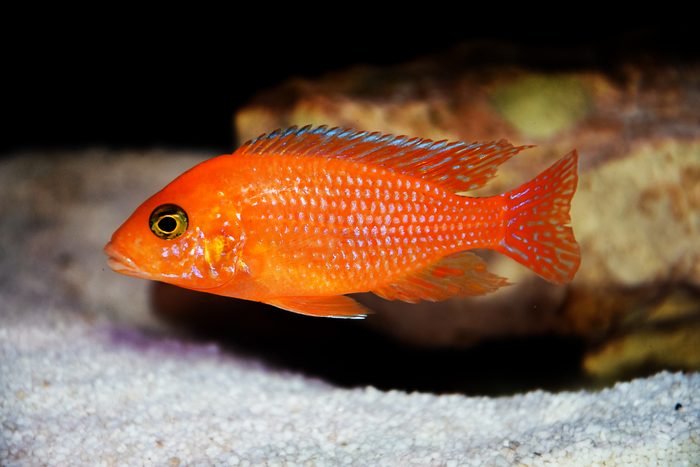 Red zebra Afican cichlid - Maylandia estherae