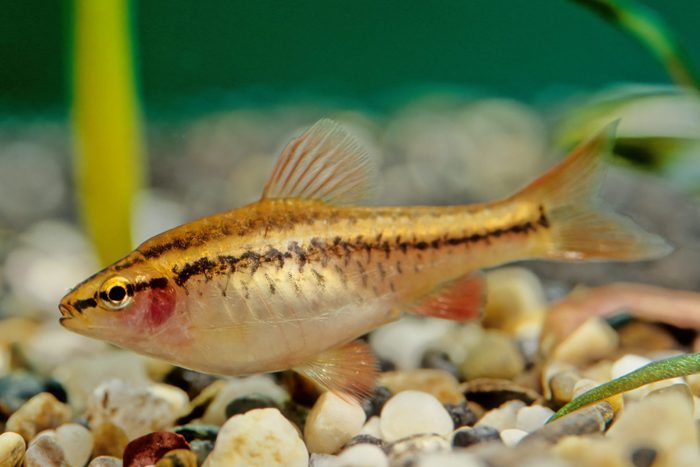 Cherry barb