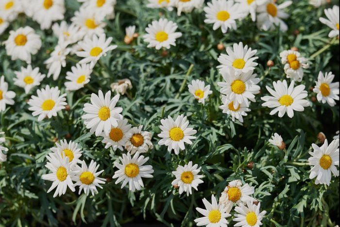 Leucanthemum vulgare