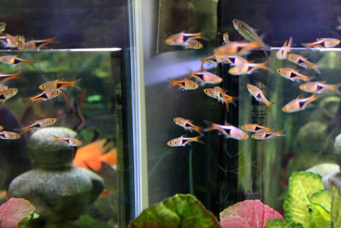 Image of group of Harlequin rasboras tetra tropical fish aquarium