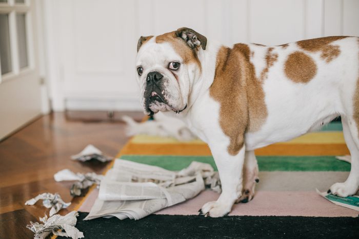 dog bite some newspaper while alone at home