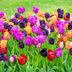 A Guide for Growing Tulips