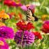 Growing Zinnias: Everything You Need To Know
