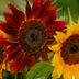 7 Favorite Sunflower Varieties for Fall