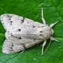 Miller Moths: Learn About This Bug's Migration, What They Eat, & More