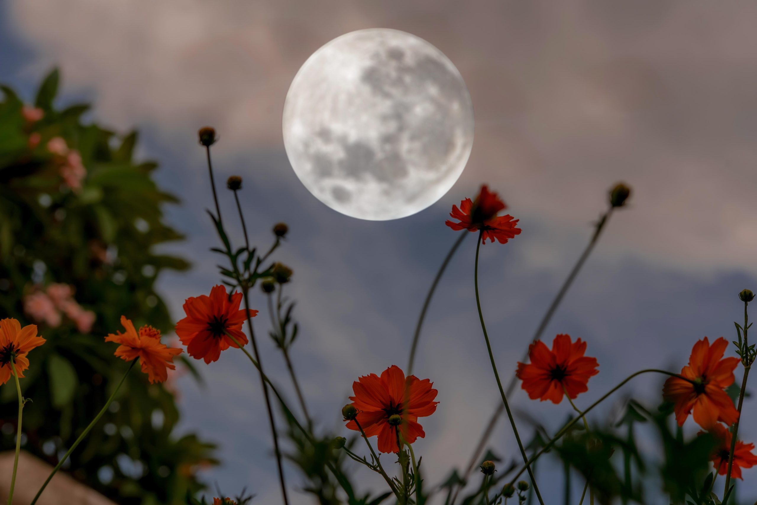 Gardening By the Moon: How To Use Lunar Phases for Planting and Harvesting