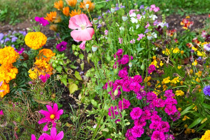 Summer flowers