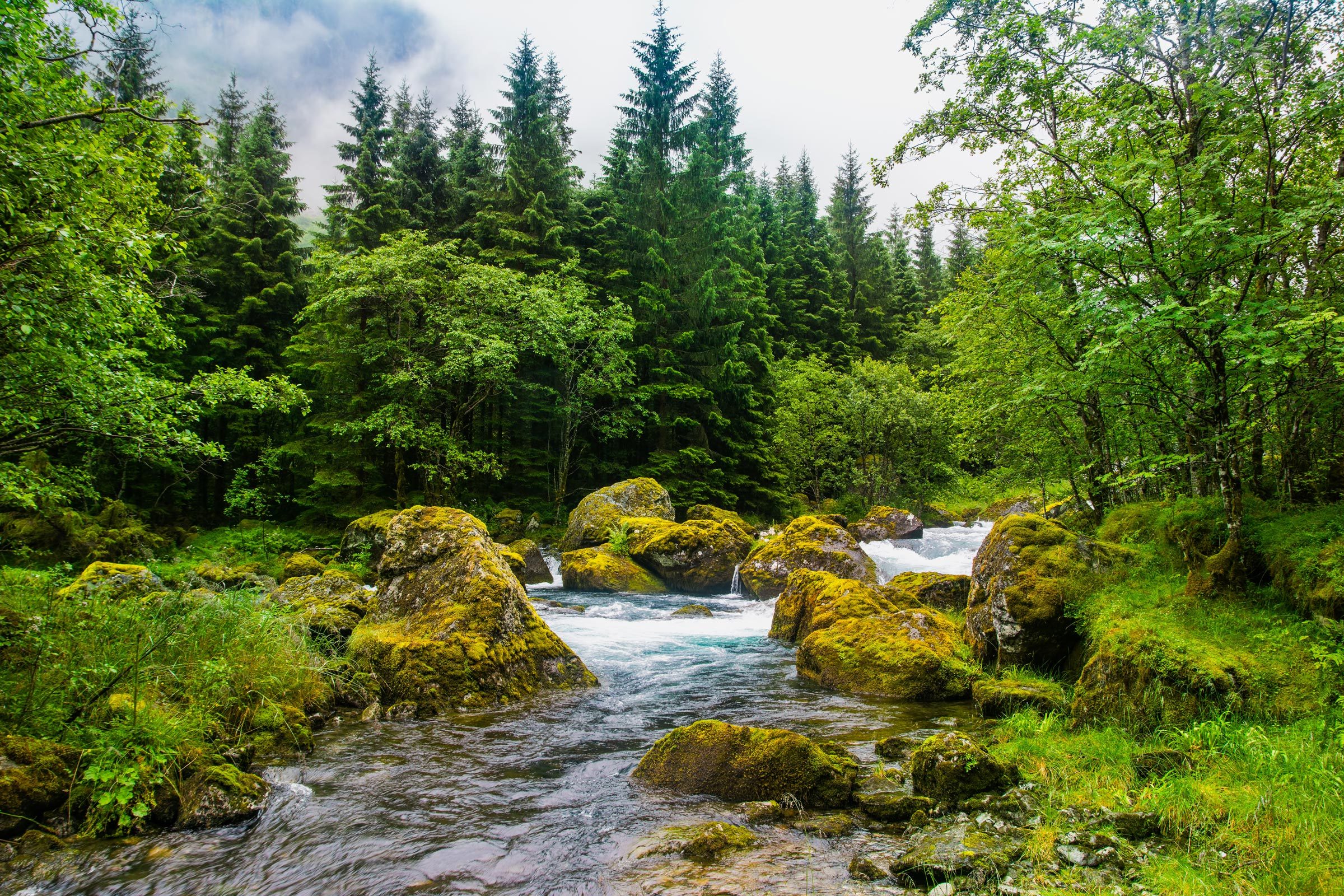What Is Environmental Sustainability?