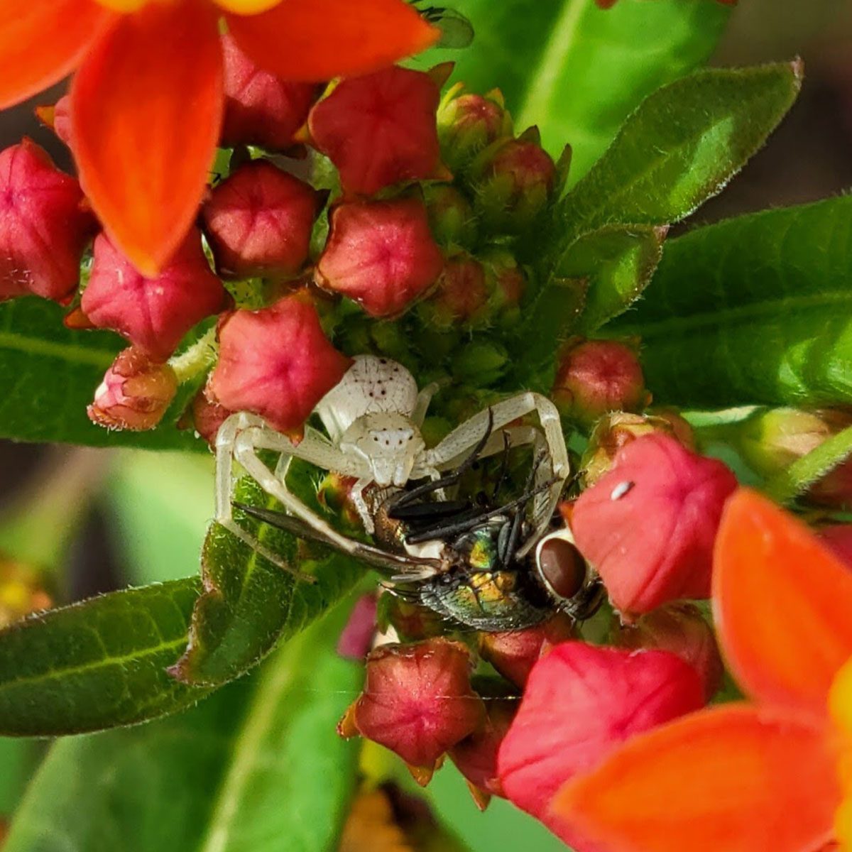 Crab Spider