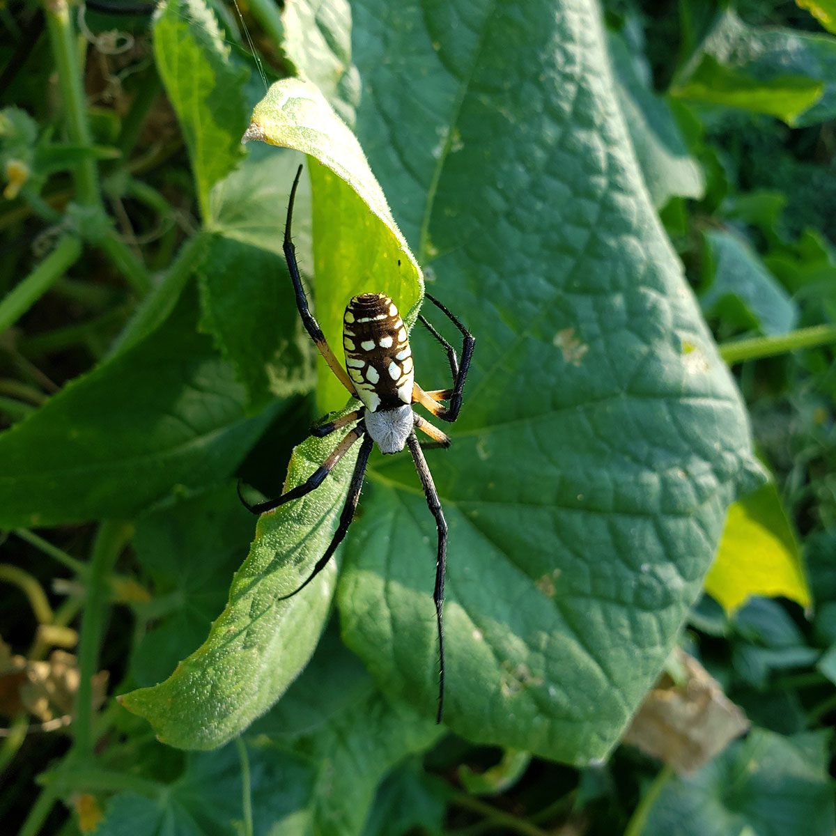 Orbweaver Spider
