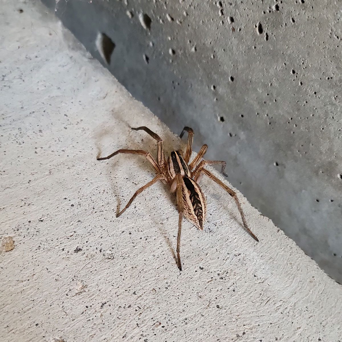 Wolf Spider