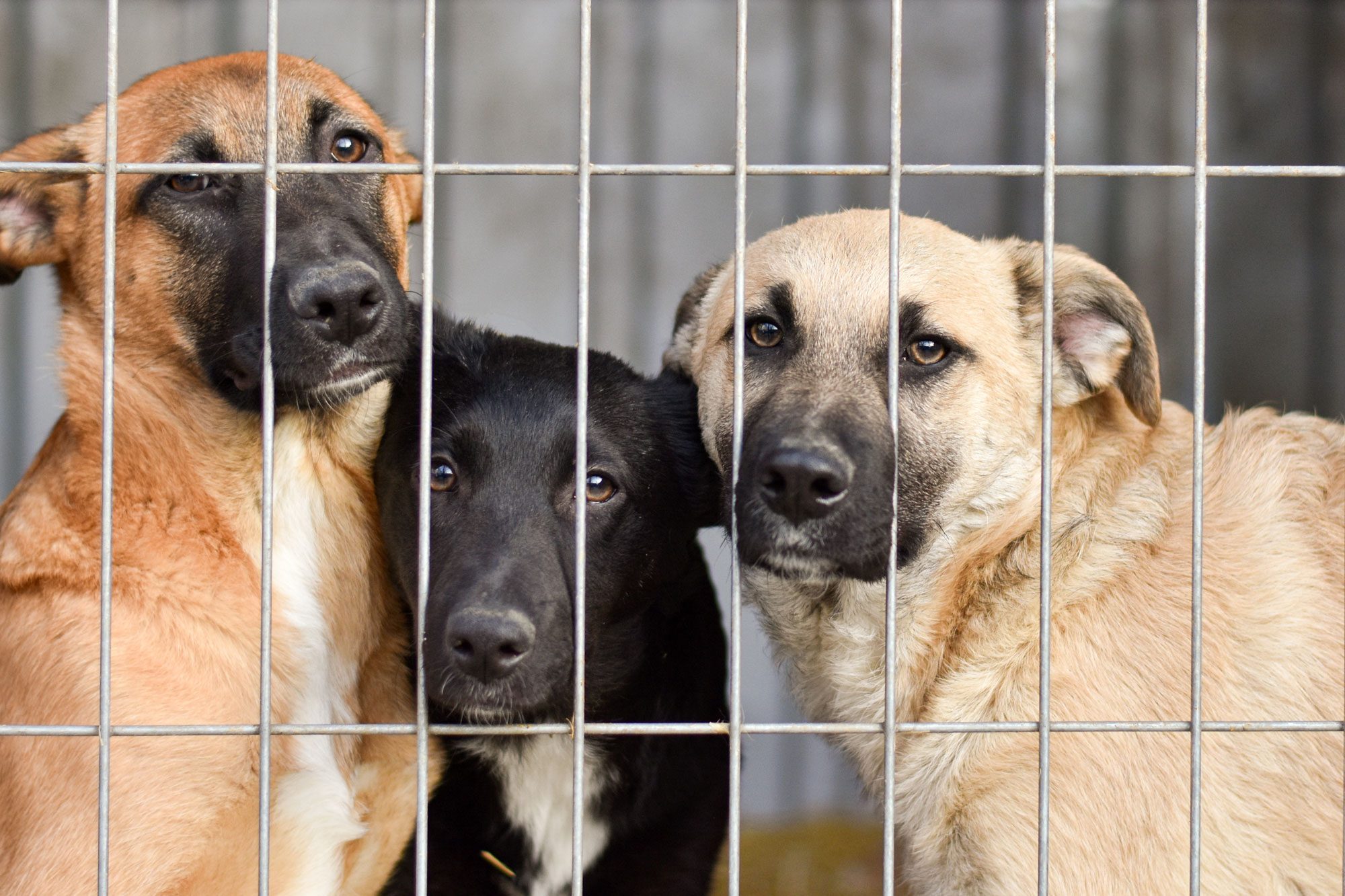 Three dogs lean against each other, peering through vertical metal bars, within an enclosed shelter environment, conveying a sense of curiosity and hope.