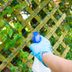How To Spot and Get Rid of Poison Ivy in Your Yard
