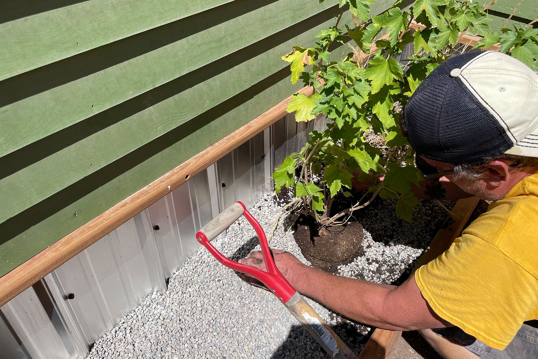 Planting the plants