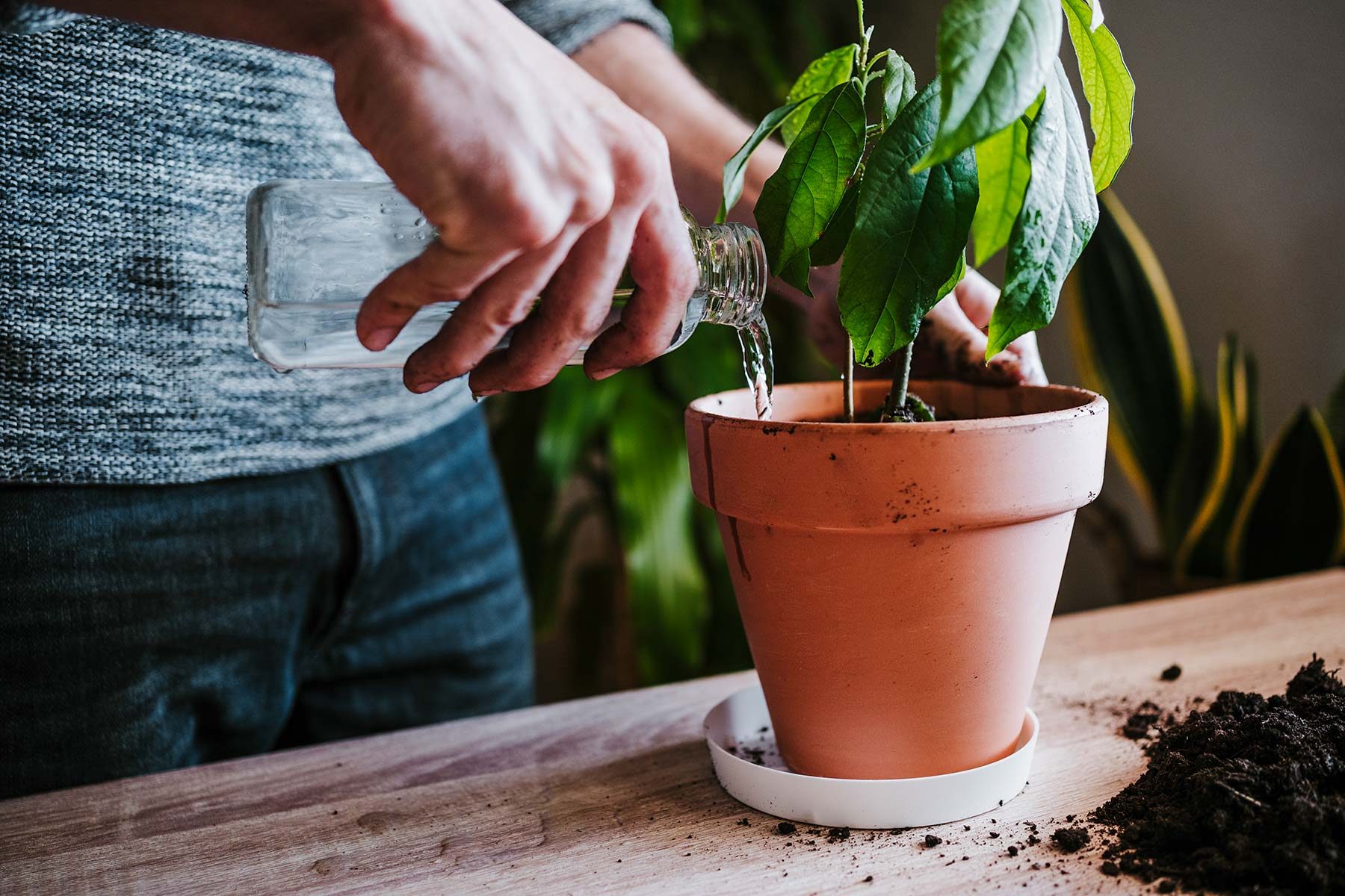 Watering Plants