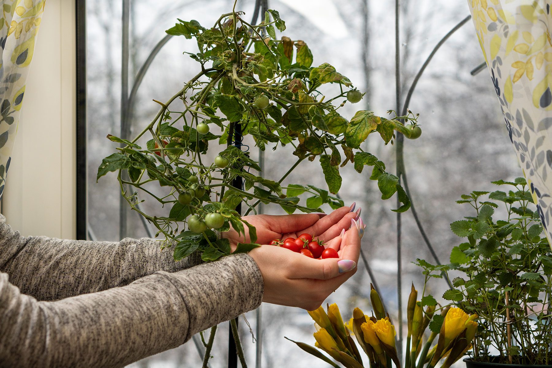 Harvesting tomatoes inside house
