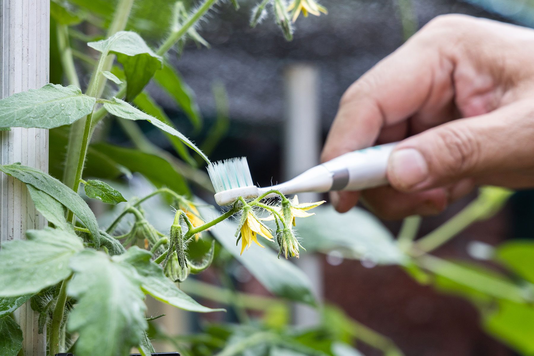 brushing Leaves