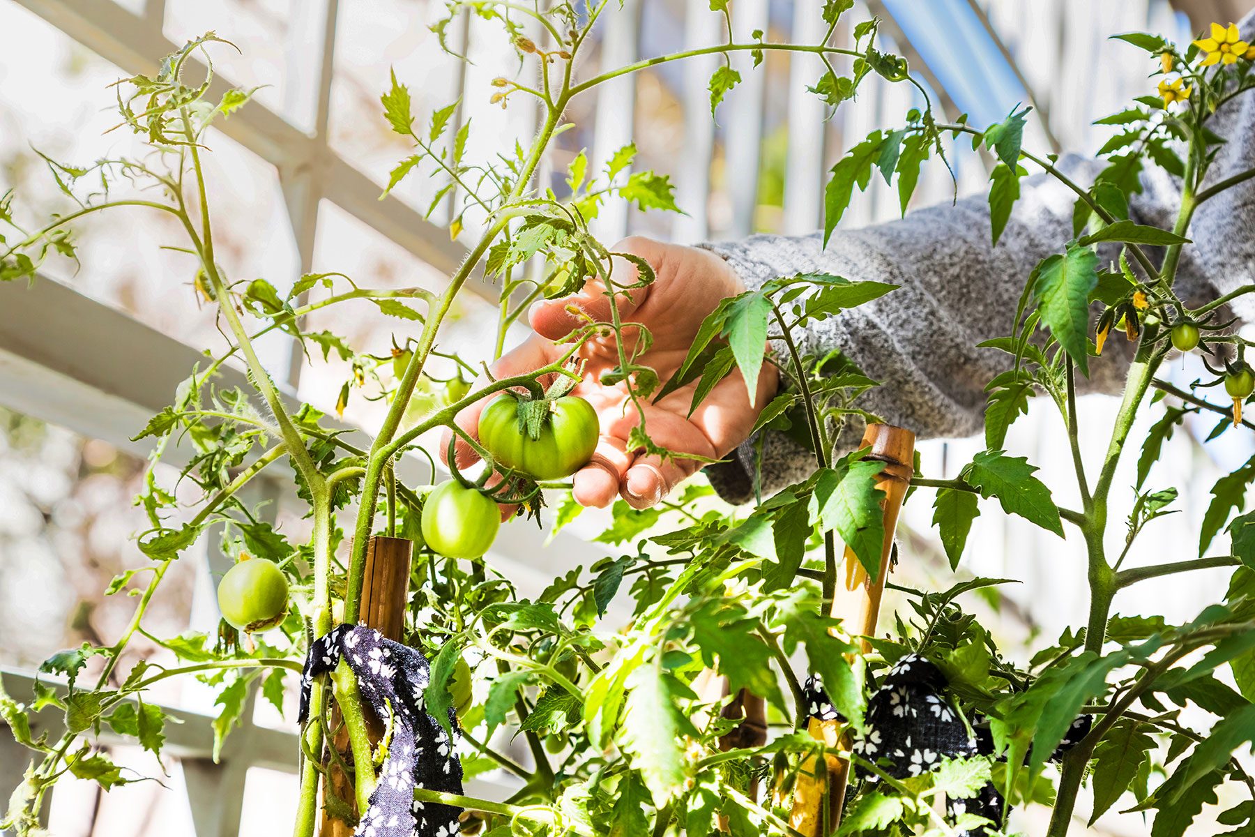Tomatoes growing inside house