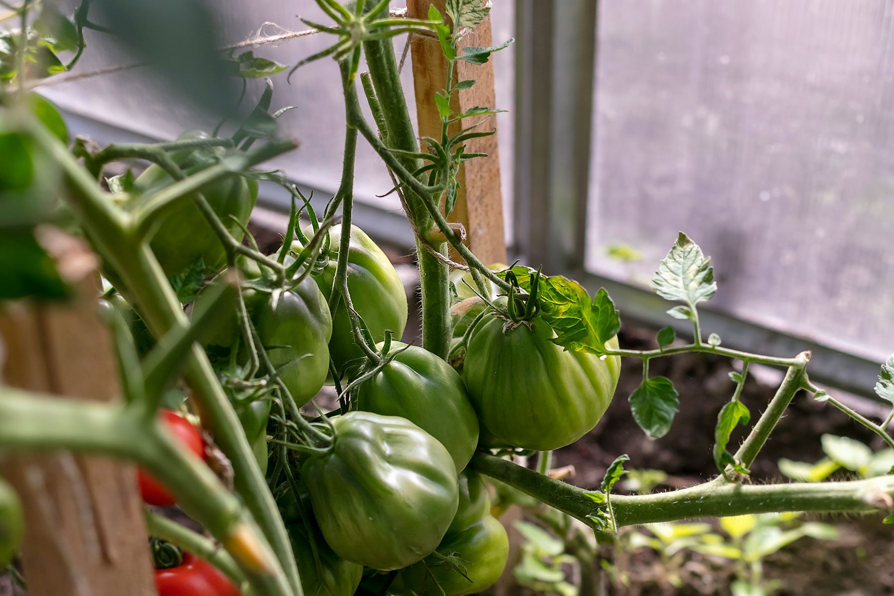 vegetables growing inside house with the support of trellis