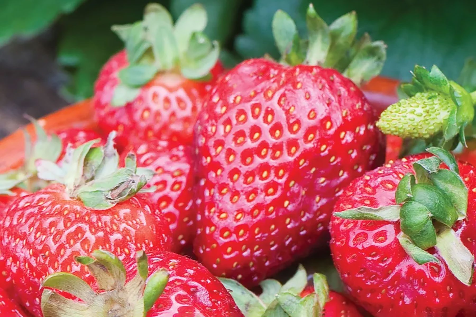 Strawberries in a basket
