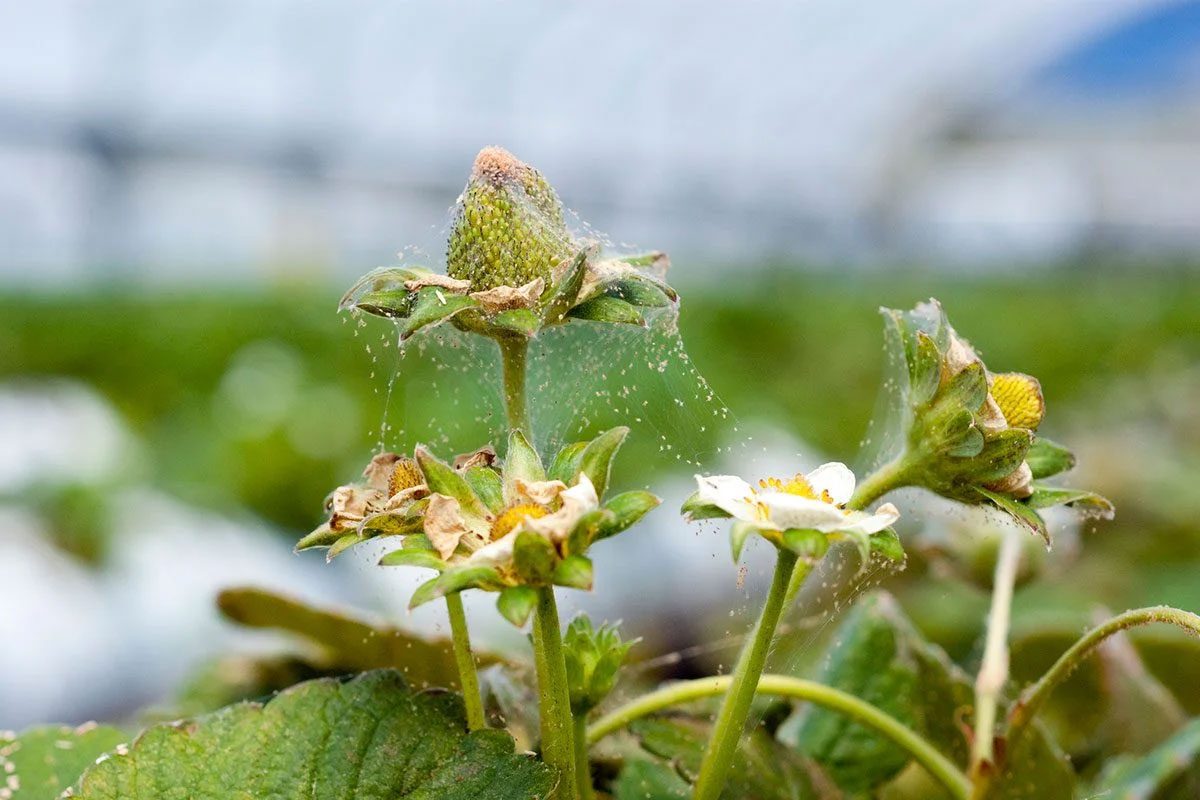 Spider Mites