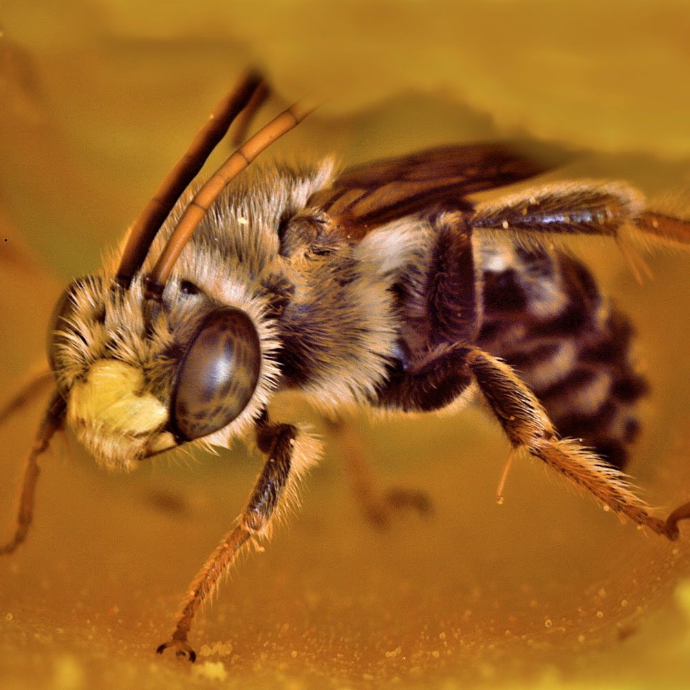 Male Long Horned Bee Inside A Trumpet Vine Flower