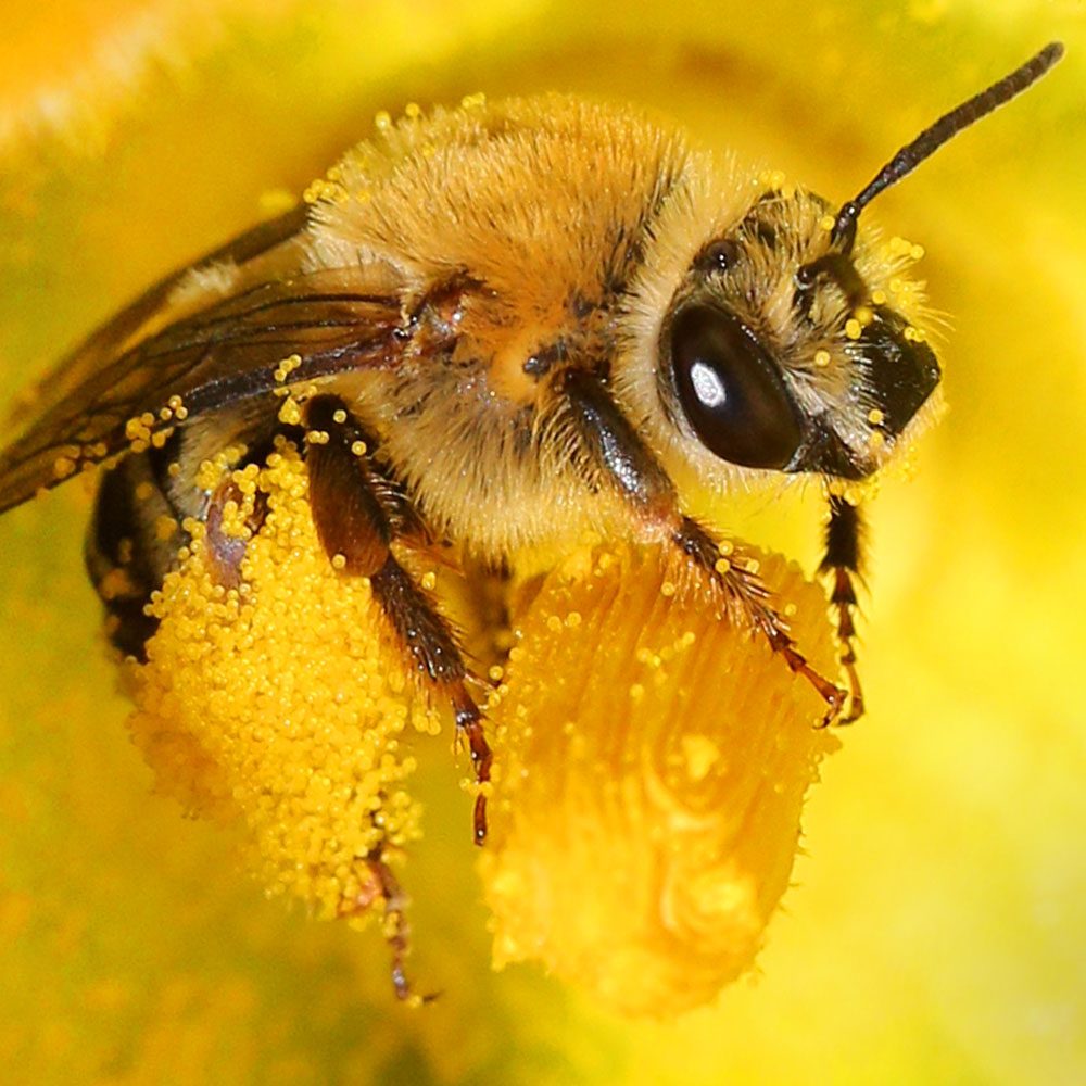 Squash Bee Pollinating The Flower Of A Butternut Squash Plant