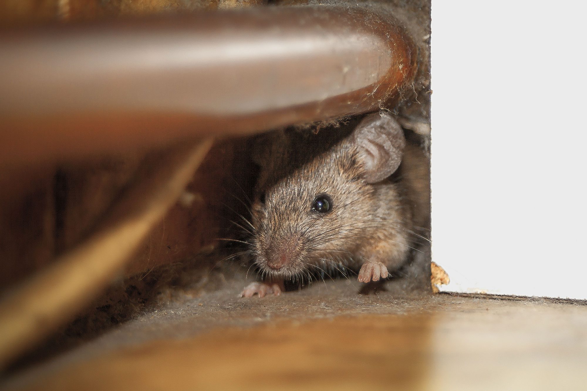 A small mouse peeks out from a narrow gap between wooden surfaces, cautiously observing its surroundings in a dimly lit area.