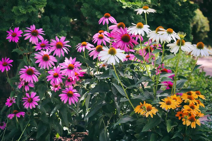 Cheerful Coneflowers in pink, creamy white and yellow in a dark green wooded area in an undisclosed location