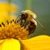 Solitary Bees: Nature's Unsung Heroes