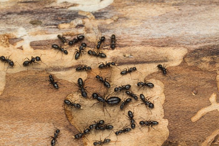 Black ant colony with queen