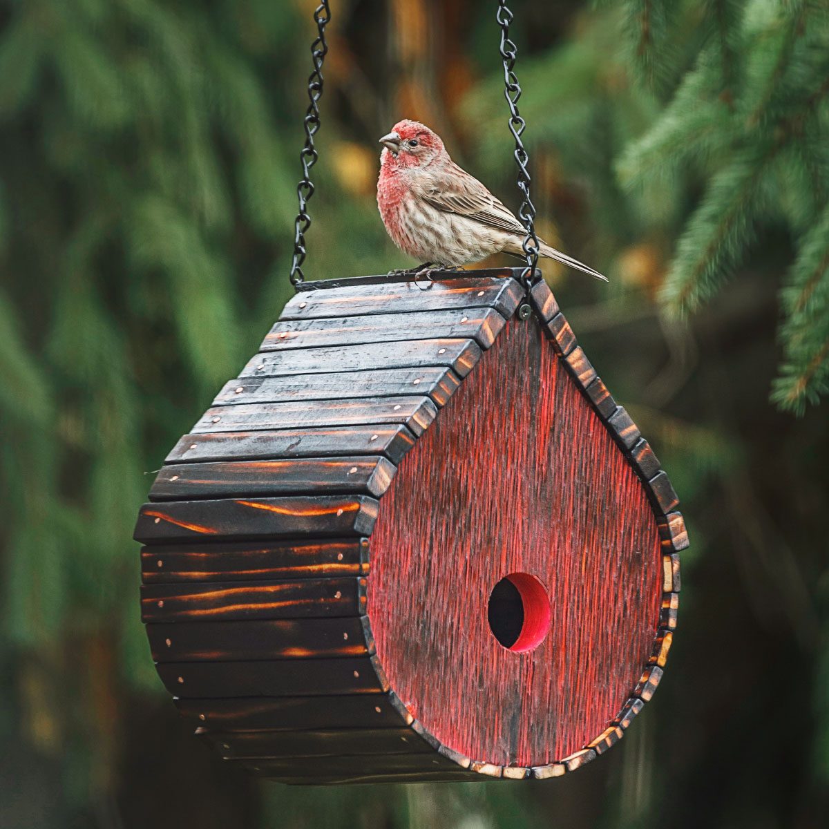 Fhm Bird House Ef 102923 81a7839b Ft