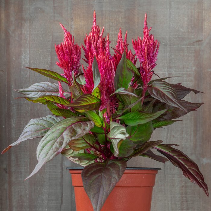 10 Award Winning New Flowers To Plant In 2024 Celosia Burning Embers Container