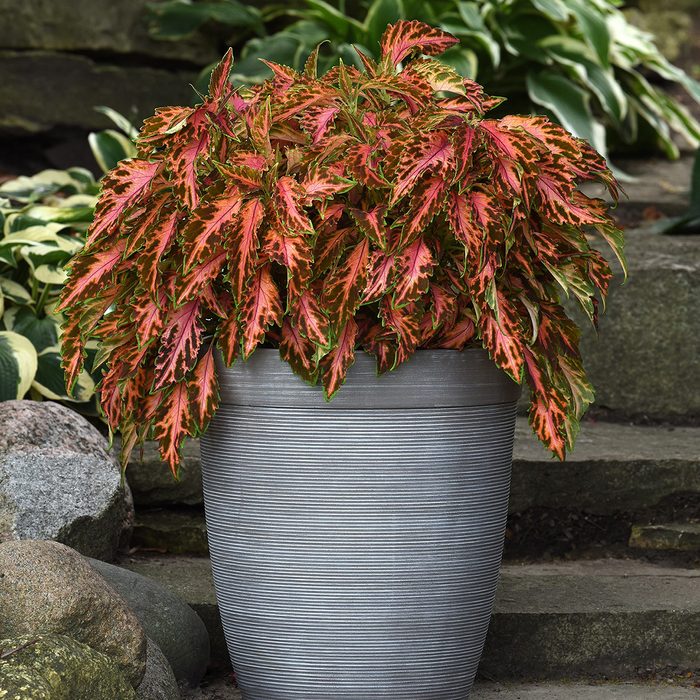10 Award Winning New Flowers To Plant In 2024 Coleus Premium Sun Coral Candy Sq
