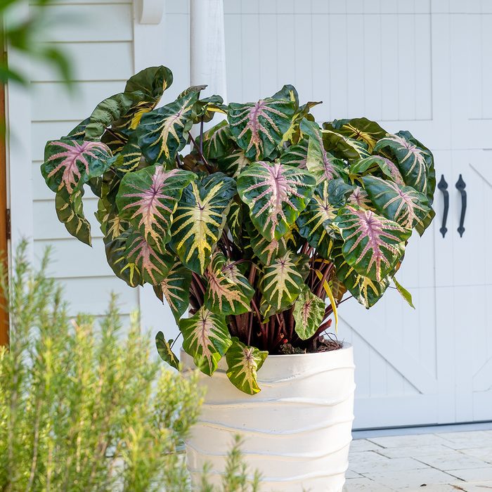 10 Award Winning New Flowers To Plant In 2024 Colocasia Royal Hawaiian Colocasia 20221028 Pds03554
