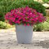 Award-Winning New Flowers to Plant This Year