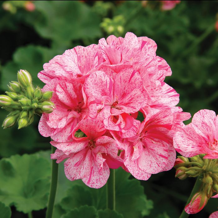 10 Award Winning New Flowers To Plant In 2024 Geranium Big Eeze Pink Batik Flower W Foliage