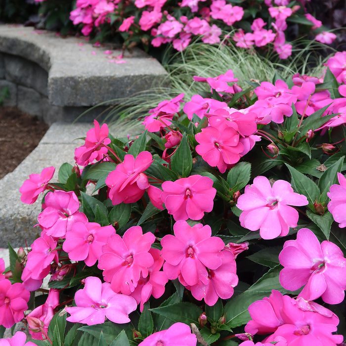 10 Award Winning New Flowers To Plant In 2024 Impatiens Solarscape Bedding Shot